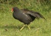 moorhen