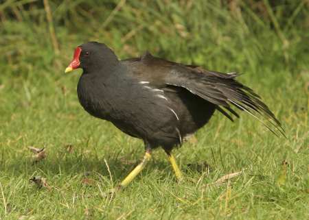 moorhen